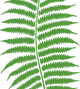 Ekoret