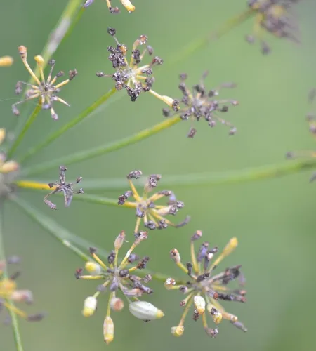 Fennel