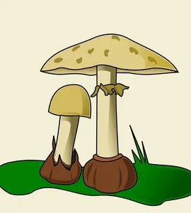 Kora Sosnowa